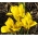 アイリスダンフォルディア -  10球根 - Iris danfordiae