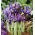 Iris Botanical George - Iris Botanical George - 10 หลอด - Iris reticulata