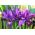 Iris Botanik George - Iris Botanik George - 10 soğan - Iris reticulata
