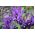 Ирис Reticulata - George - пакет из 10 штук - Iris reticulata