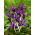Iris Botanical George - Iris Botanical George - 10 หลอด - Iris reticulata