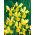 Iris hollandica - Golden Harvest - pacchetto di 10 pezzi - Iris × hollandica
