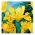 アイリスhollandicaゴールデンハーベスト -  10球根 - Iris × hollandica