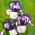 Iris germanica Împingeți buclă - bulb / tuber / rădăcină