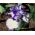 Iris germanica Împingeți buclă - bulb / tuber / rădăcină