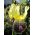 아이리스 germanica Nibelungen - 알뿌리 / 결절 / 뿌리 - Iris germanica