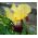 Iris germanica Nibelungen - cibuľa / hľuza / koreň