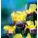Iris germanica Nibelungen - กระเปาะ / หัว / ราก