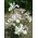 Iris hollandica - White Excelsior - paquete de 10 piezas - Iris × hollandica