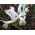 Iris White - 10 луковици - Iris reticulata