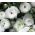 Ranunculus - branco - pacote de 10 peças