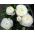 Лютик - белый - пакет из 10 штук - Ranunculus