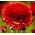 Ranunculus, Buttercup Red - 10 lampu