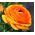 Vėdrynas - Oranžinis - pakuotėje yra 10 vnt - Ranunculus