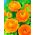 Pryskyřník, pryskyřník oranžový - 10 květinové cibule - Ranunculus