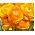 Ranunculus, बटरकप ऑरेंज - 10 बल्ब - 