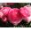 Ranunculus, Buttercup Pink - 10 bulbs