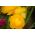 Vėdrynas - geltonas - pakuotėje yra 10 vnt - Ranunculus