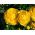 Ranunculus, Buttercup Yellow - 10 bulbs