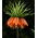 Fritillaire impériale - orange - Fritillaria imperialis