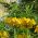 Daugiažiedė margutė - geltonas - Fritillaria imperialis