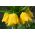 Fritillaria Imperialis לוטה - הכתר הקיסרי לוטה - נורה / פקעת / שורש