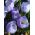 Crocus Blue Pearl - 10 květinové cibule