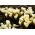 Crocus Cream Beauty - 10 kvetinové cibule