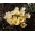 Crocus Cream Beauty - 10 květinové cibule