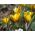 Krokusslekta Fuscotinctus - pakke med 10 stk - Crocus chrysanthus Fuscotinctus