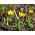 Crocus Gipsy Girl - 10 květinové cibule