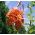 Lilium, Lily Tigrinum - cibuľa / hľuza / koreň - Lilium Tigrinum