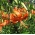 Lilium, Lily Tigrinum - čebulica / gomolj / koren - Lilium Tigrinum