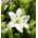 Liljat Asiatic Valkoinen - Lilium Asiatic White