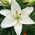 Lilium, Lily Asiatic White - луковица / грудка / корен - Lilium Asiatic White