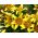زنبق ، ليلي لاتفيا - بصلة / درنة / جذر - Lilium Asiatic Latvia