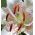 Lilium, Lily Muscadet - čebulica / gomolj / koren - Lilium Muscadet
