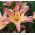 Lilium, Lily Pink Pixie - bulb / tuber / root - Lilium Pink Pixie