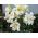 Tree Lily Lilium Pretty Women - květinové cibulky / hlíza / kořen