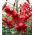 Lilium, Lily Red Tiger - čebulica / gomolj / koren - Lilium Red Tiger
