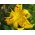 Lys Yellow Tiger - Lilium Yellow Tiger