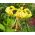 Lilium, Tigrul galben de lilieci - bulb / tuber / rădăcină - Lilium Yellow Tiger