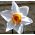 Narcissus Actaea  -  Daffodil Actaea  -  5个洋葱