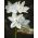 Narcissus Paperwhites Ziva - डैफोडिल पेपरव्हाइट Ziva - 5 बल्ब - 
