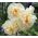 Narcissus - Bridal Crown - pacchetto di 5 pezzi