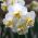 Narcissus हंसमुख - Daffodil हंसमुख - 5 बल्ब - 