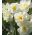 Narcissus Veselá - Narcis Veselá - 5 květinové cibule