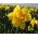Narcissus Dick Wilden - Daffodil Dick Wilden - 5 bebawang
