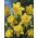 Narsissit - Dick Wilden - paketti 5 kpl - Narcissus