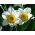 Εγγραφή λουλουδιών Narcissus - Εγγραφή λουλουδιών Daffodil - 5 βολβοί